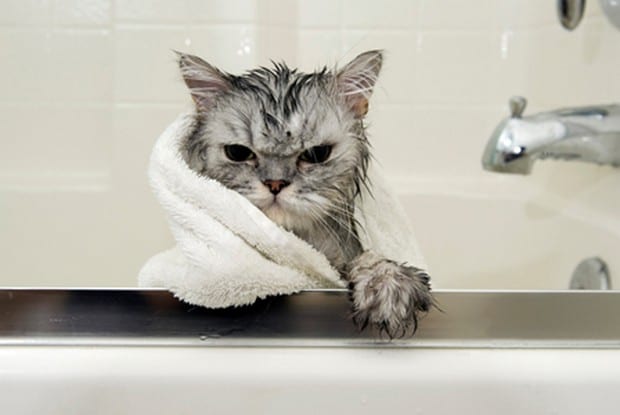bathing_cat_3
